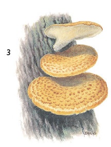 Иллюстрация к книге — Выживание везде и всегда [i_108.jpg]