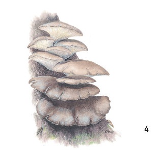 Иллюстрация к книге — Выживание везде и всегда [i_109.jpg]