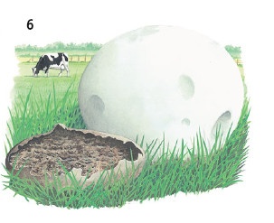 Иллюстрация к книге — Выживание везде и всегда [i_111.jpg]