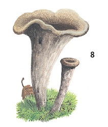 Иллюстрация к книге — Выживание везде и всегда [i_113.jpg]