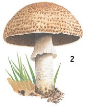 Иллюстрация к книге — Выживание везде и всегда [i_115.jpg]