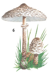 Иллюстрация к книге — Выживание везде и всегда [i_119.jpg]