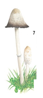 Иллюстрация к книге — Выживание везде и всегда [i_120.jpg]