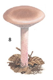 Иллюстрация к книге — Выживание везде и всегда [i_121.jpg]