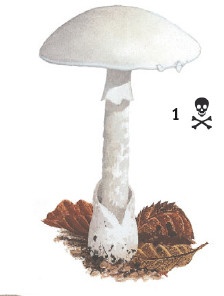 Иллюстрация к книге — Выживание везде и всегда [i_123.jpg]