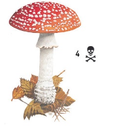 Иллюстрация к книге — Выживание везде и всегда [i_126.jpg]