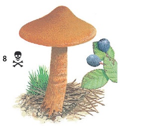 Иллюстрация к книге — Выживание везде и всегда [i_130.jpg]