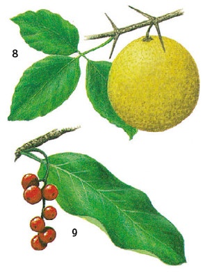 Иллюстрация к книге — Выживание везде и всегда [i_146.jpg]