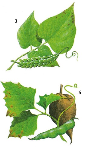 Иллюстрация к книге — Выживание везде и всегда [i_148.jpg]