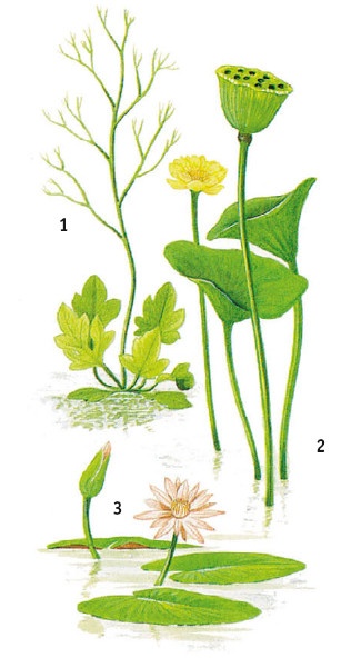 Иллюстрация к книге — Выживание везде и всегда [i_151.jpg]