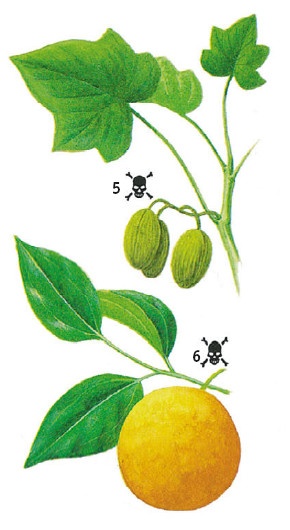 Иллюстрация к книге — Выживание везде и всегда [i_157.jpg]