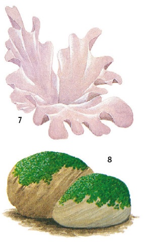 Иллюстрация к книге — Выживание везде и всегда [i_166.jpg]