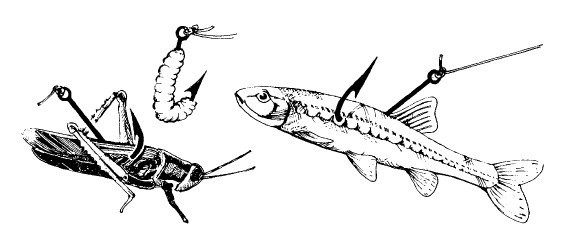 Иллюстрация к книге — Выживание везде и всегда [i_225.jpg]