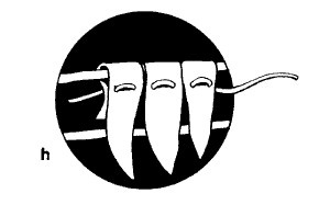 Иллюстрация к книге — Выживание везде и всегда [i_260.jpg]