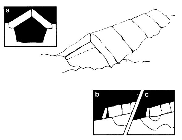Иллюстрация к книге — Выживание везде и всегда [i_263.jpg]