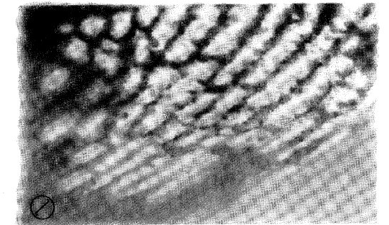 Иллюстрация к книге — Выживание везде и всегда [i_412.jpg]