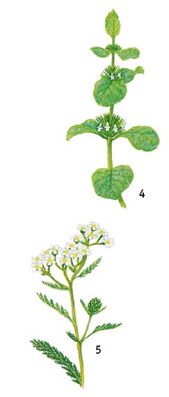 Иллюстрация к книге — Выживание везде и всегда [i_480.jpg]