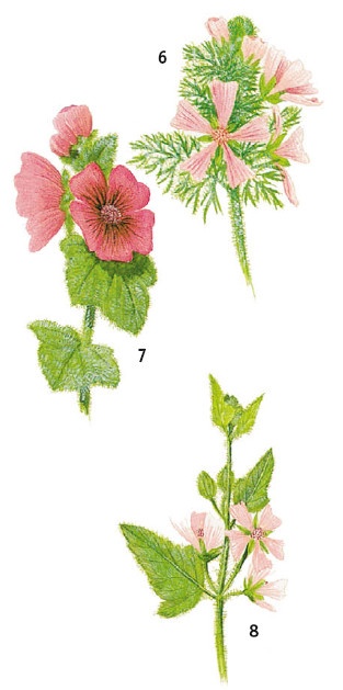 Иллюстрация к книге — Выживание везде и всегда [i_481.jpg]