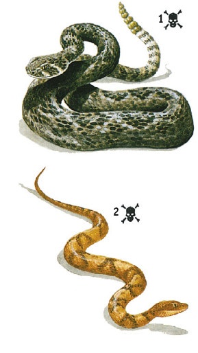 Иллюстрация к книге — Выживание везде и всегда [i_487.jpg]