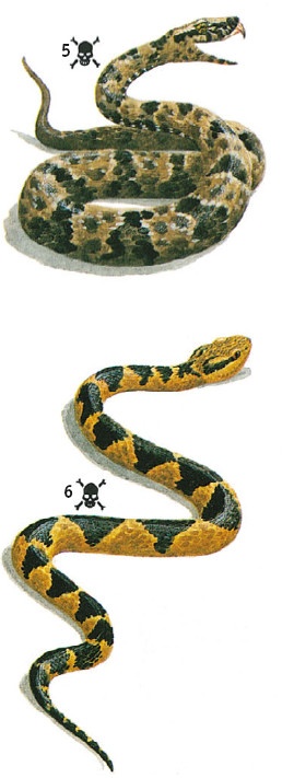 Иллюстрация к книге — Выживание везде и всегда [i_489.jpg]