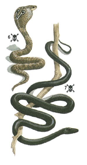 Иллюстрация к книге — Выживание везде и всегда [i_493.jpg]