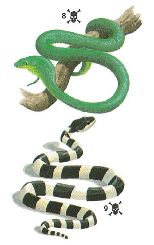 Иллюстрация к книге — Выживание везде и всегда [i_494.jpg]