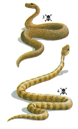 Иллюстрация к книге — Выживание везде и всегда [i_496.jpg]