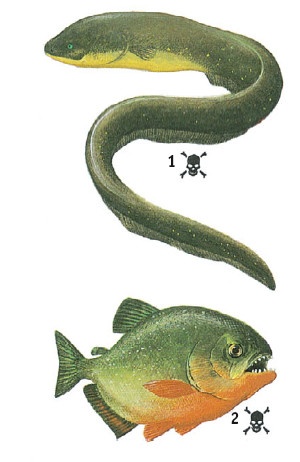 Иллюстрация к книге — Выживание везде и всегда [i_499.jpg]