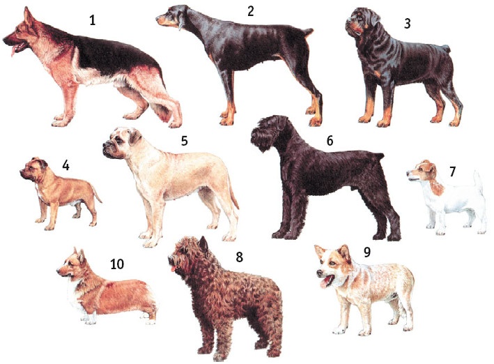 Иллюстрация к книге — Выживание везде и всегда [i_579.jpg]