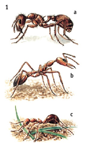 Иллюстрация к книге — Выживание везде и всегда [i_580.jpg]