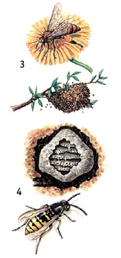 Иллюстрация к книге — Выживание везде и всегда [i_582.jpg]