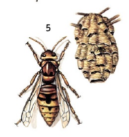 Иллюстрация к книге — Выживание везде и всегда [i_583.jpg]