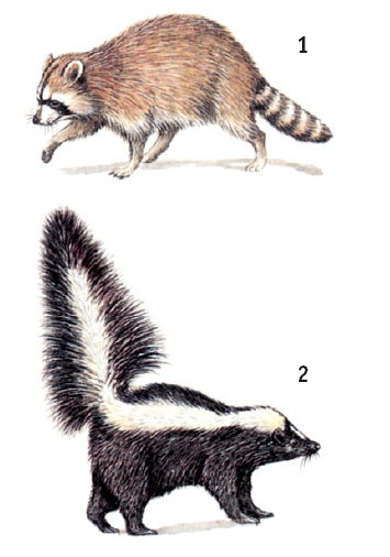 Иллюстрация к книге — Выживание везде и всегда [i_585.jpg]