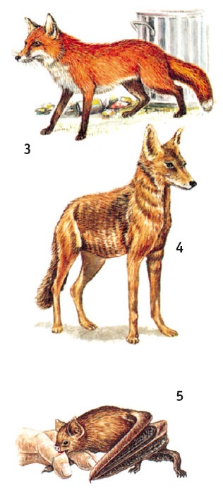 Иллюстрация к книге — Выживание везде и всегда [i_586.jpg]