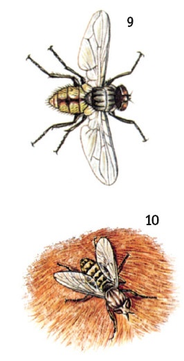 Иллюстрация к книге — Выживание везде и всегда [i_589.jpg]