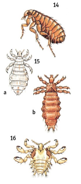 Иллюстрация к книге — Выживание везде и всегда [i_592.jpg]
