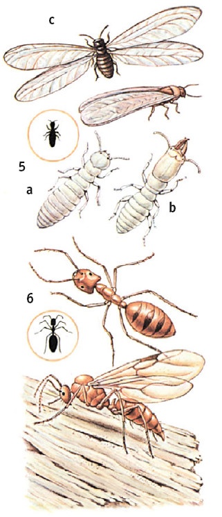 Иллюстрация к книге — Выживание везде и всегда [i_595.jpg]