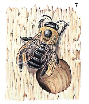 Иллюстрация к книге — Выживание везде и всегда [i_596.jpg]