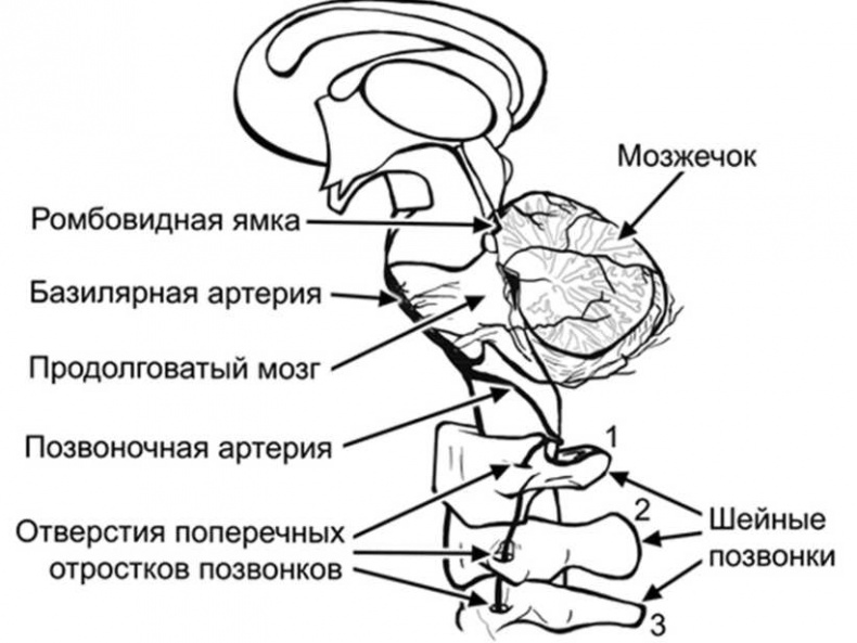 Иллюстрация к книге — Медицина здоровья против медицины болезней другой путь. Как избавиться от гипертонии, диабета и атеросклероза [i_002.jpg]