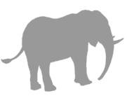 Иллюстрация к книге — Слон [i_070.jpg]