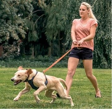 Иллюстрация к книге — Идеальная собака не выгуливает хозяина. Как воспитать собаку без вредных привычек [i_005.jpg]