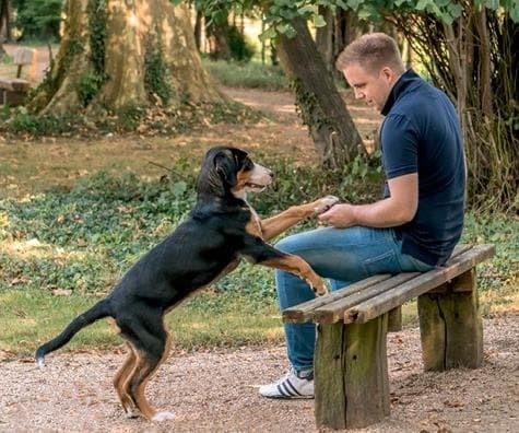 Иллюстрация к книге — Идеальная собака не выгуливает хозяина. Как воспитать собаку без вредных привычек [i_012.jpg]