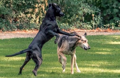 Иллюстрация к книге — Идеальная собака не выгуливает хозяина. Как воспитать собаку без вредных привычек [i_014.jpg]