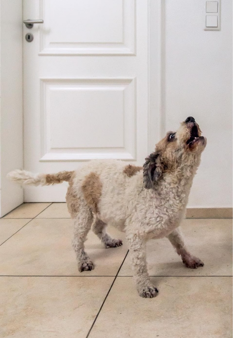 Иллюстрация к книге — Идеальная собака не выгуливает хозяина. Как воспитать собаку без вредных привычек [i_029.jpg]