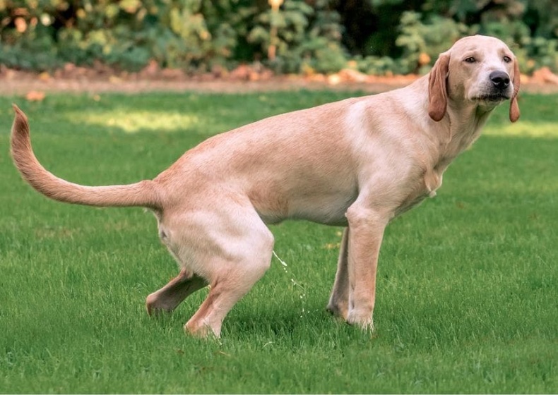 Иллюстрация к книге — Идеальная собака не выгуливает хозяина. Как воспитать собаку без вредных привычек [i_037.jpg]