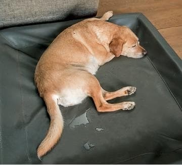 Иллюстрация к книге — Идеальная собака не выгуливает хозяина. Как воспитать собаку без вредных привычек [i_038.jpg]