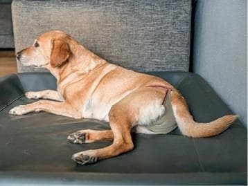 Иллюстрация к книге — Идеальная собака не выгуливает хозяина. Как воспитать собаку без вредных привычек [i_040.jpg]