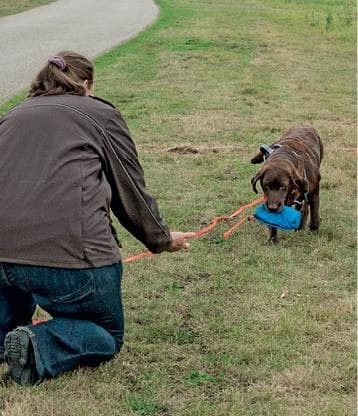 Иллюстрация к книге — Идеальная собака не выгуливает хозяина. Как воспитать собаку без вредных привычек [i_045.jpg]