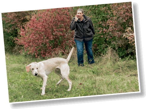 Иллюстрация к книге — Идеальная собака не выгуливает хозяина. Как воспитать собаку без вредных привычек [i_048.jpg]