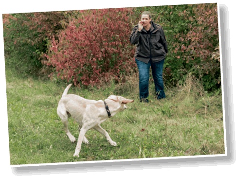 Иллюстрация к книге — Идеальная собака не выгуливает хозяина. Как воспитать собаку без вредных привычек [i_049.jpg]